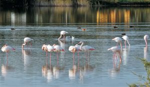 Birdwatching and Wildlife Tours in Turkey