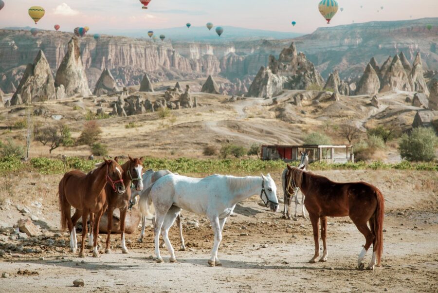 Explore Cappadocia’s Trails on Horseback